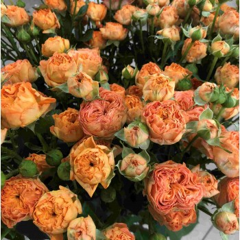 Пионовидные кустовые розы 5